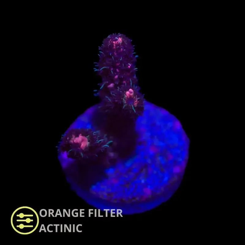 CL Dark Scarlet Mille – Frag