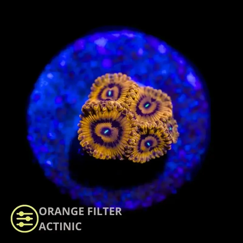 CL Darth Maul Zoanthid – Frag