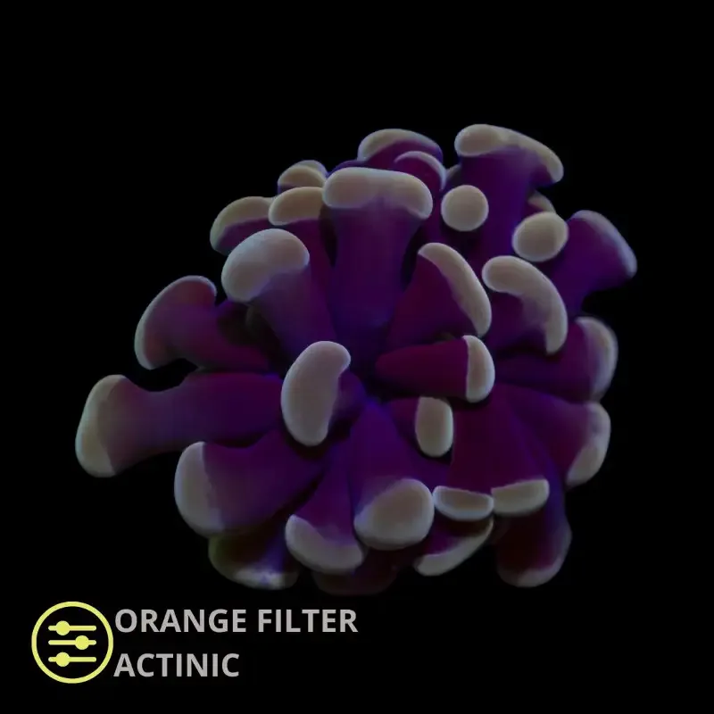CL Euphyllia Paraancora Purple Hammer – Frag