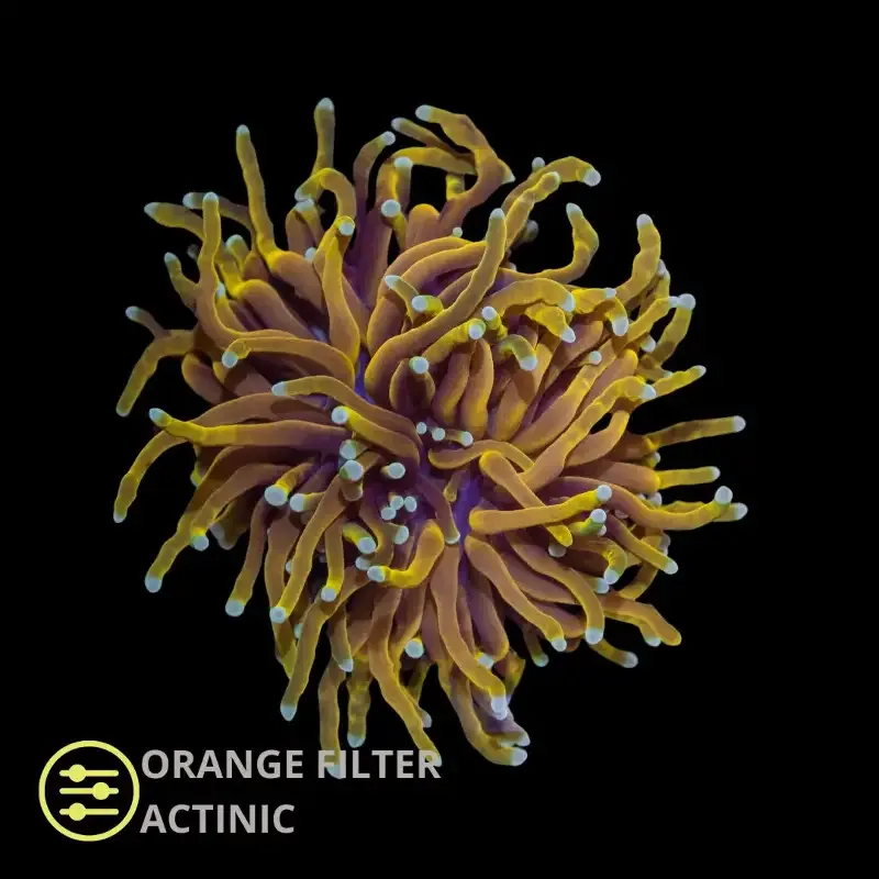CL Euphyllia Torch Gold – Frag