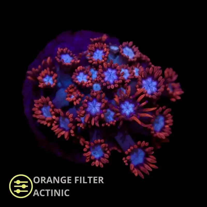 CL Fire & Ice Goniopora – Frag