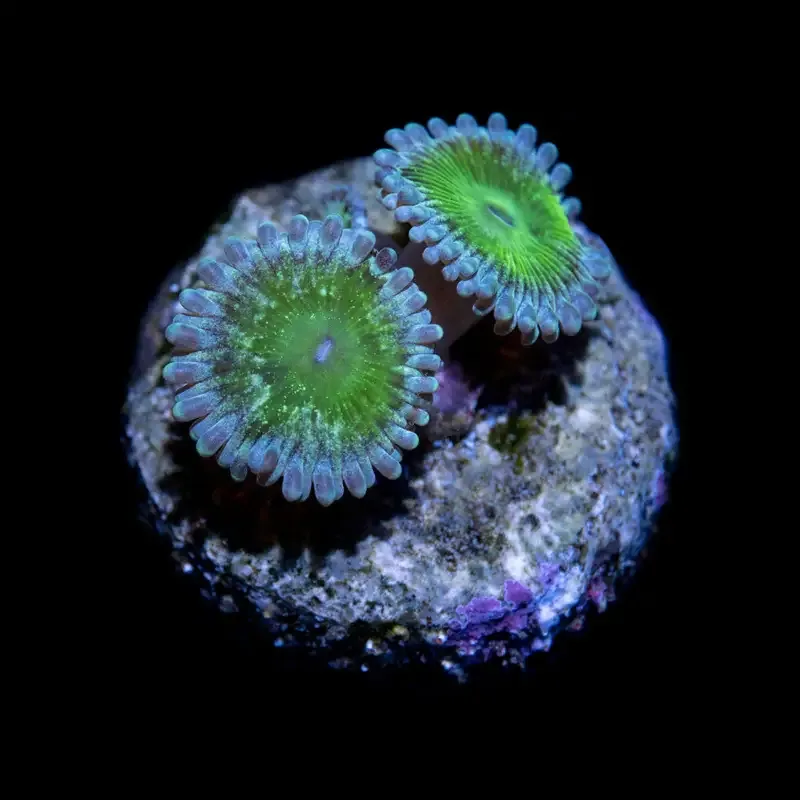 CL Frankenstein Zoanthid – Frag
