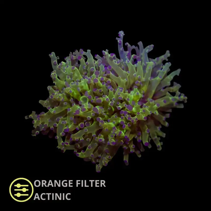 CL Frogspawn Green Premium Euphyllia Paradivisa – Frag