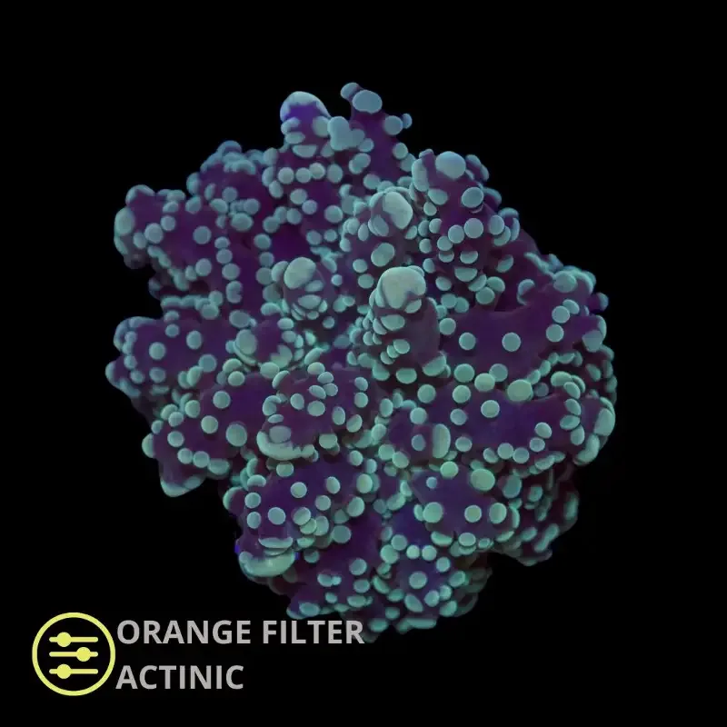 CL Frogspawn Green Ultra Euphyllia Paradivisa – Frag