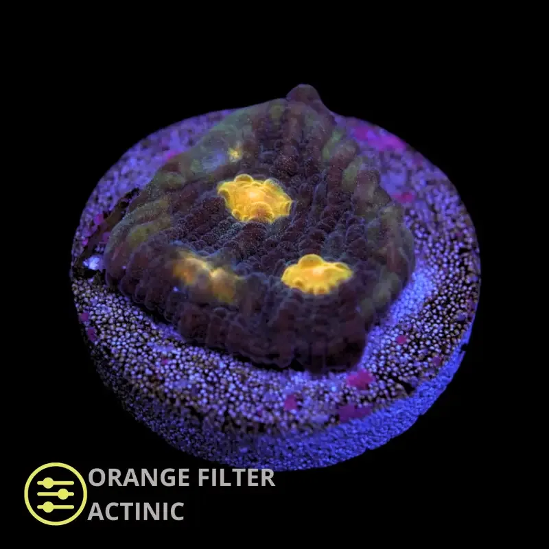 CL Gold eye Chalice – Frag