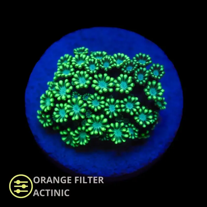 CL Green Alveopora – Frag