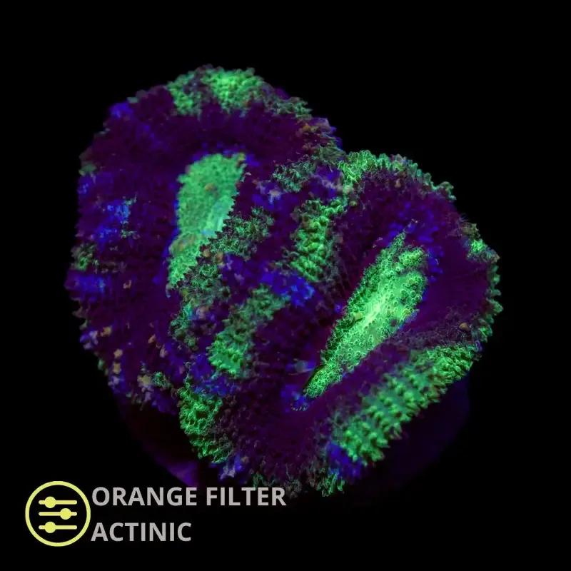CL Green Micro lord – Frag