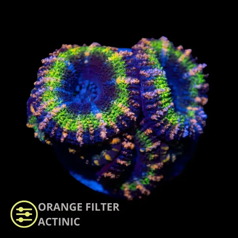 CL Green Teal Tiger Stripe Micro lord – Frag
