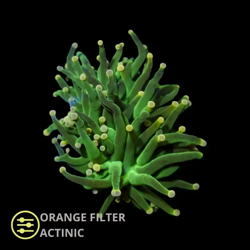 CL Green Yellow Tip Torch – Frag