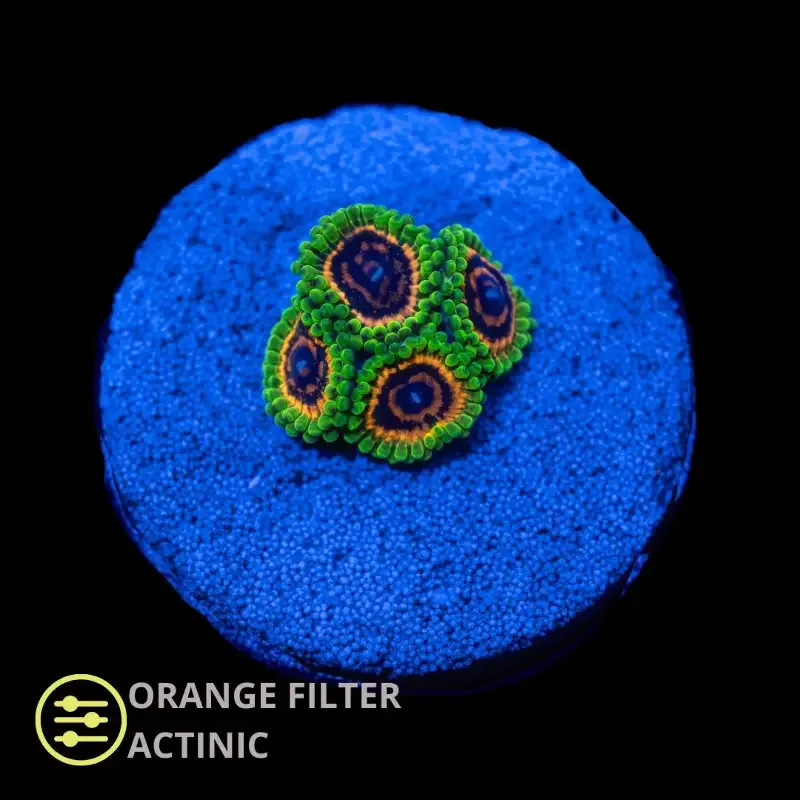 CL Hallucination Zoanthid – Frag