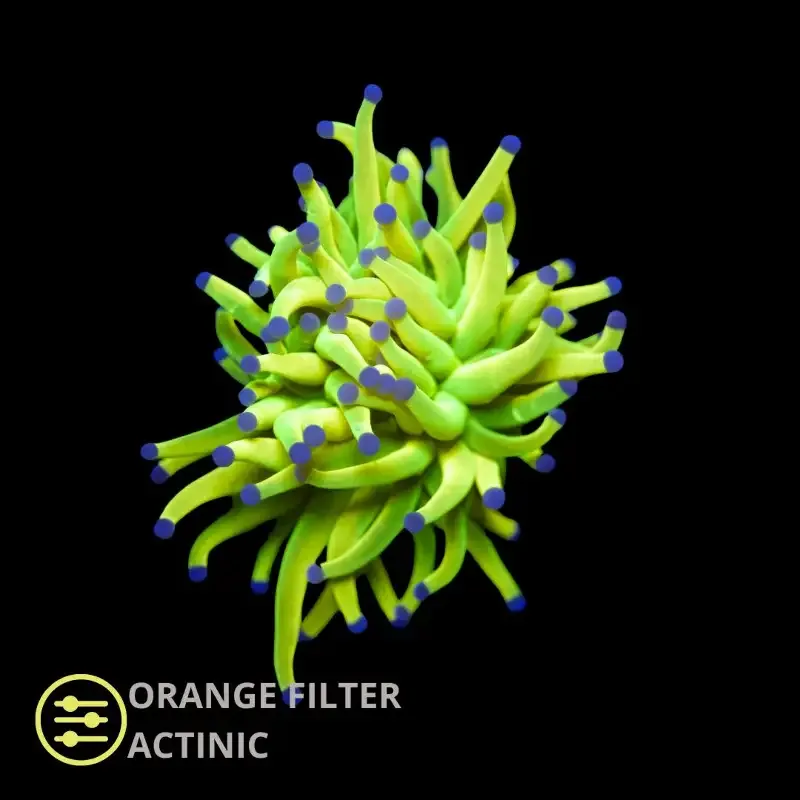 CL Holy Grail Torch – Frag