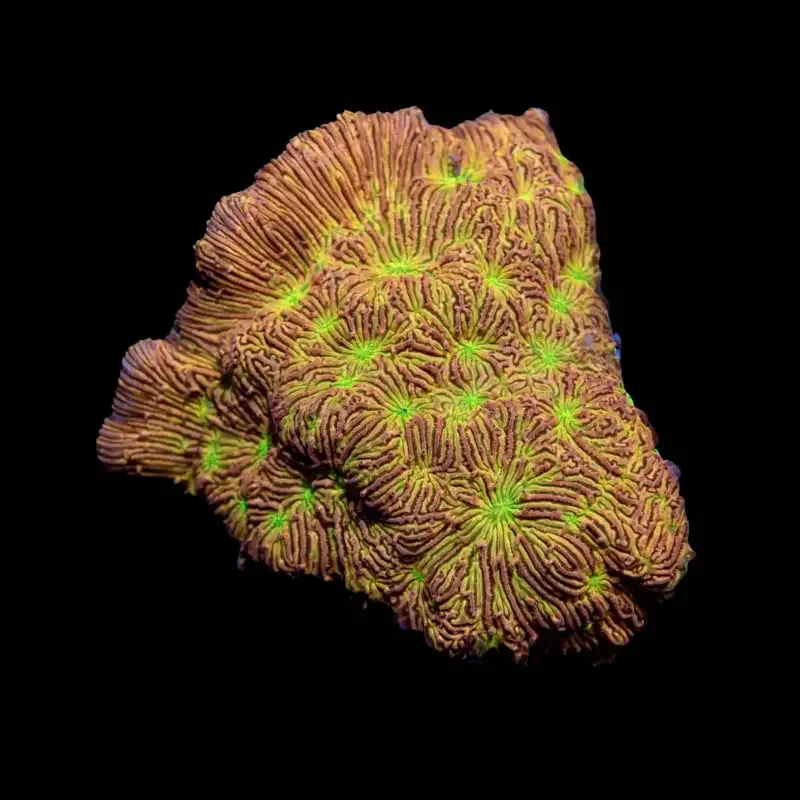 CL Jack-O-Lantern Leptoseris – Frag