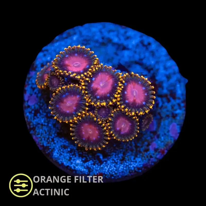 CL KH Sunburst Zoanthid – Frag