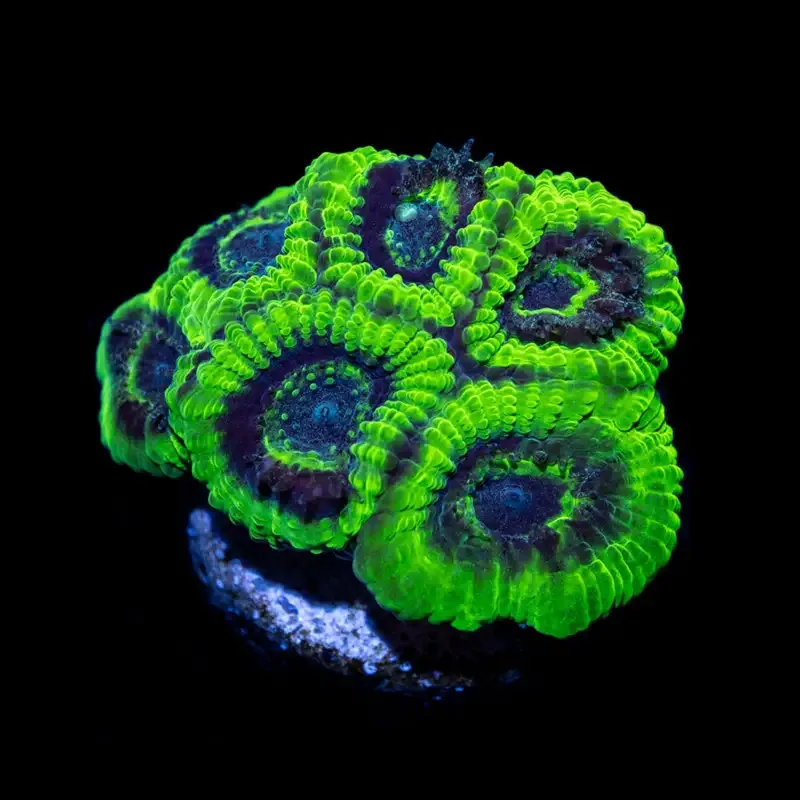 CL Lunar Favia – Frag