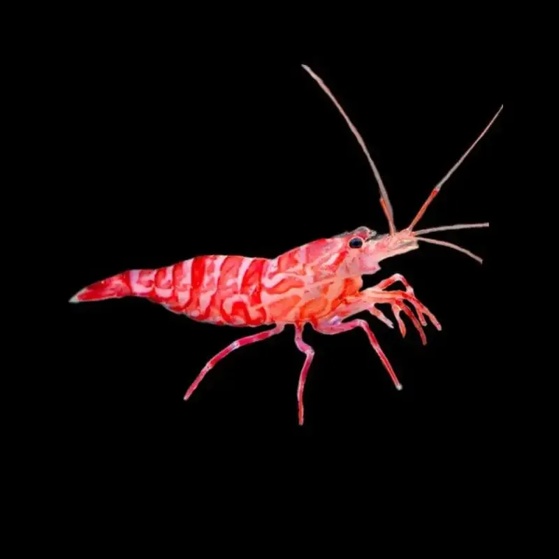 CL Lysmata kuekenthali – Reke