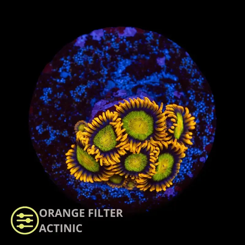 CL Mandarin Orange Zoanthid – Frag