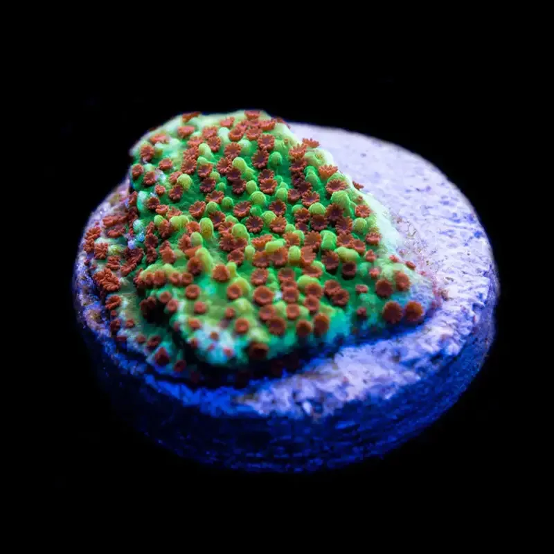 CL Montipora Chilli Pepper – Frag