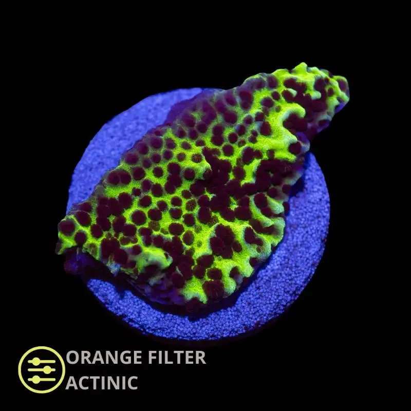 CL Montipora Confusa – Frag