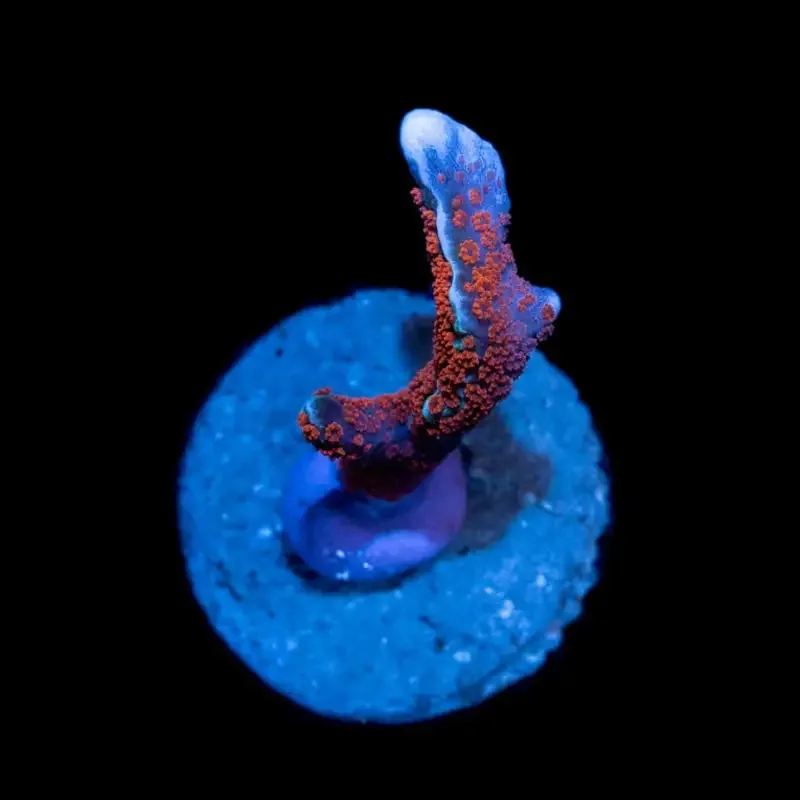 CL Montipora Digitata Forest Fire – Frag