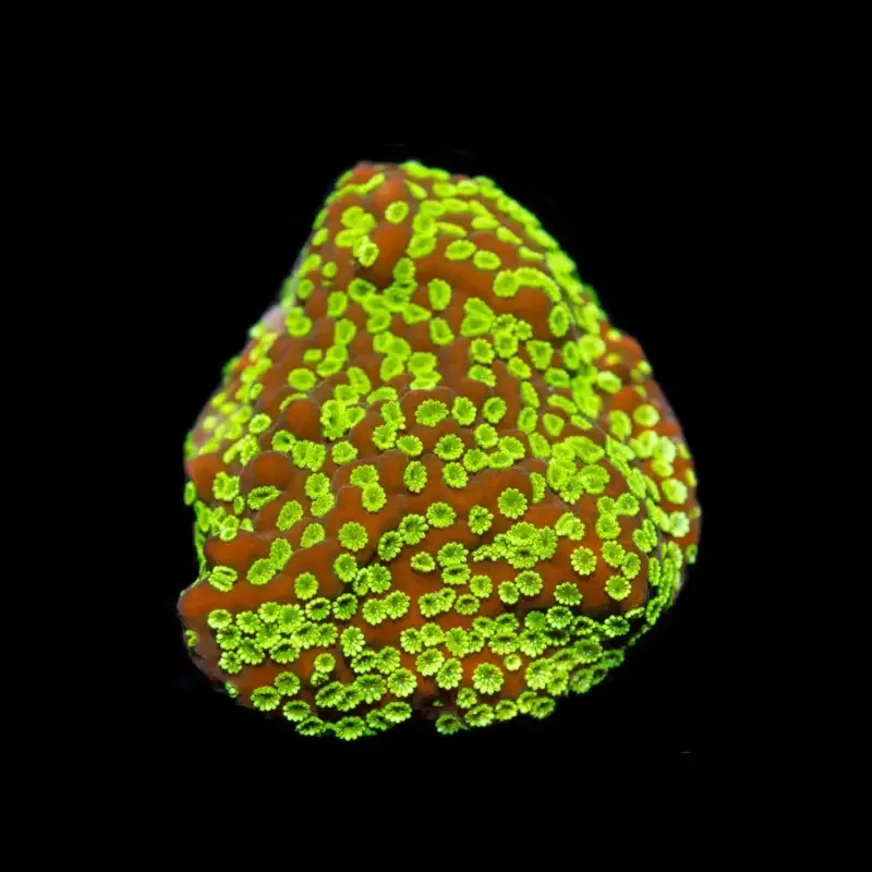 CL Montipora Goldrush – Frag