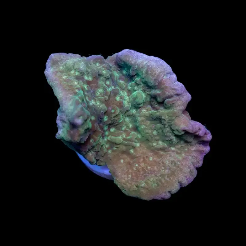 CL Montipora Green Purple Rim – Frag