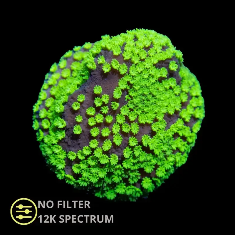 CL Montipora Neon Polyps – Frag