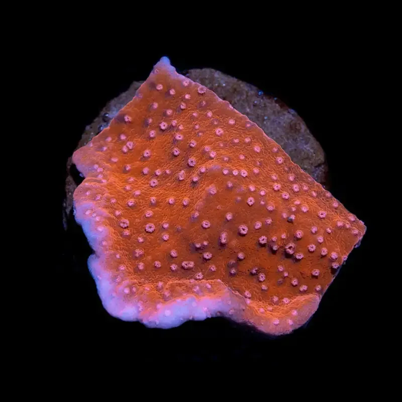 CL Montipora Ultra Red Plating – Frag