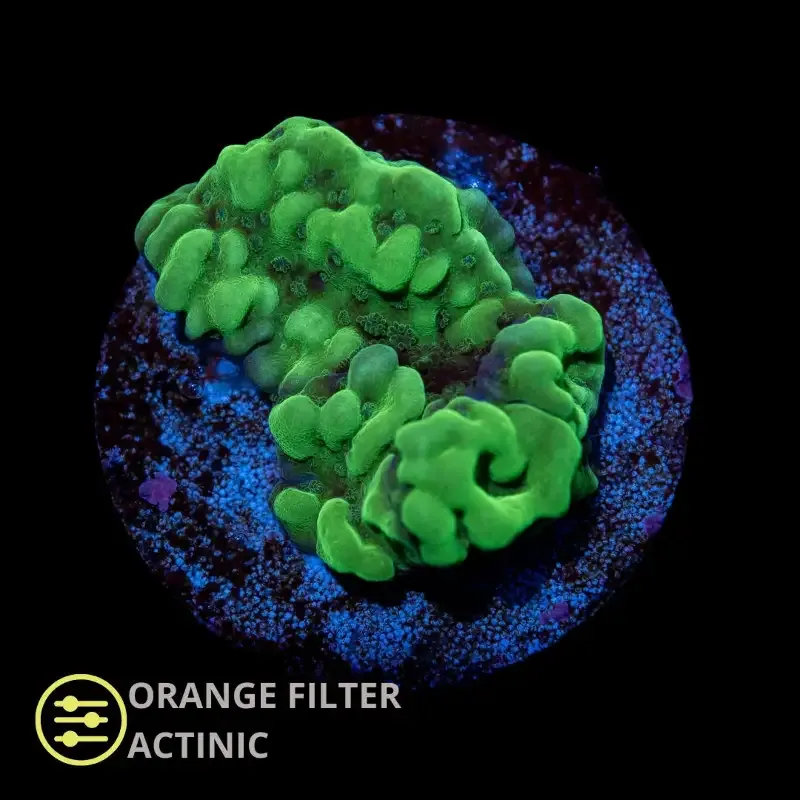 CL Montipora Undata Neon – Frag