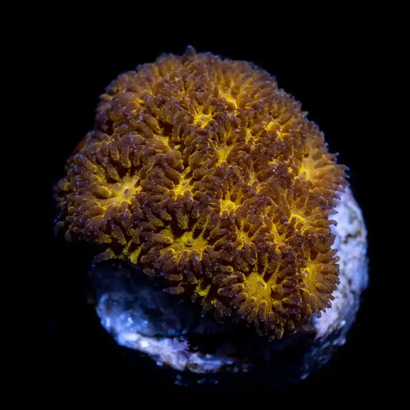 CL Orange Leptastrea – Frag