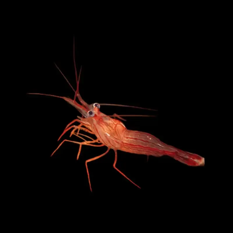 CL Peppermint Shrimp – Lysmata wurdemanni