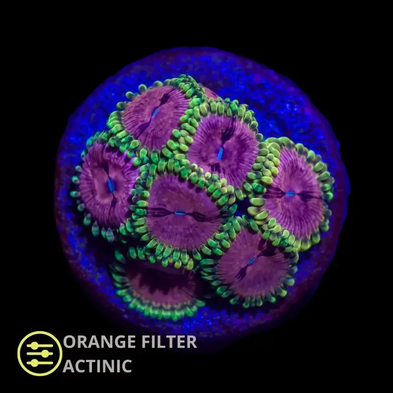 CL Pink Diamonds Zoanthid – Frag