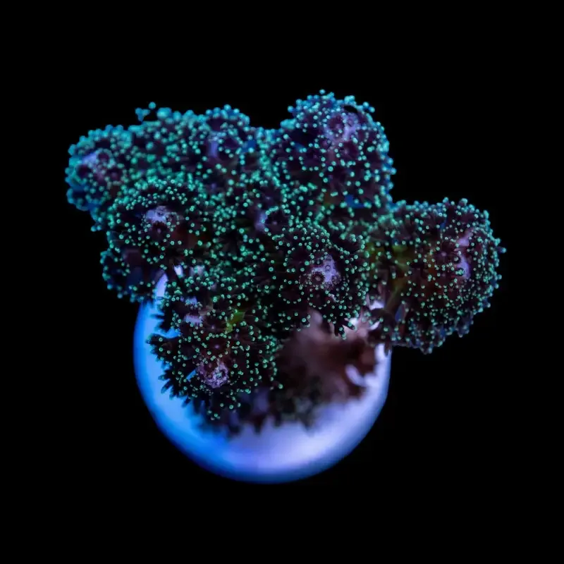 CL Pocillopora damicornis – Frag