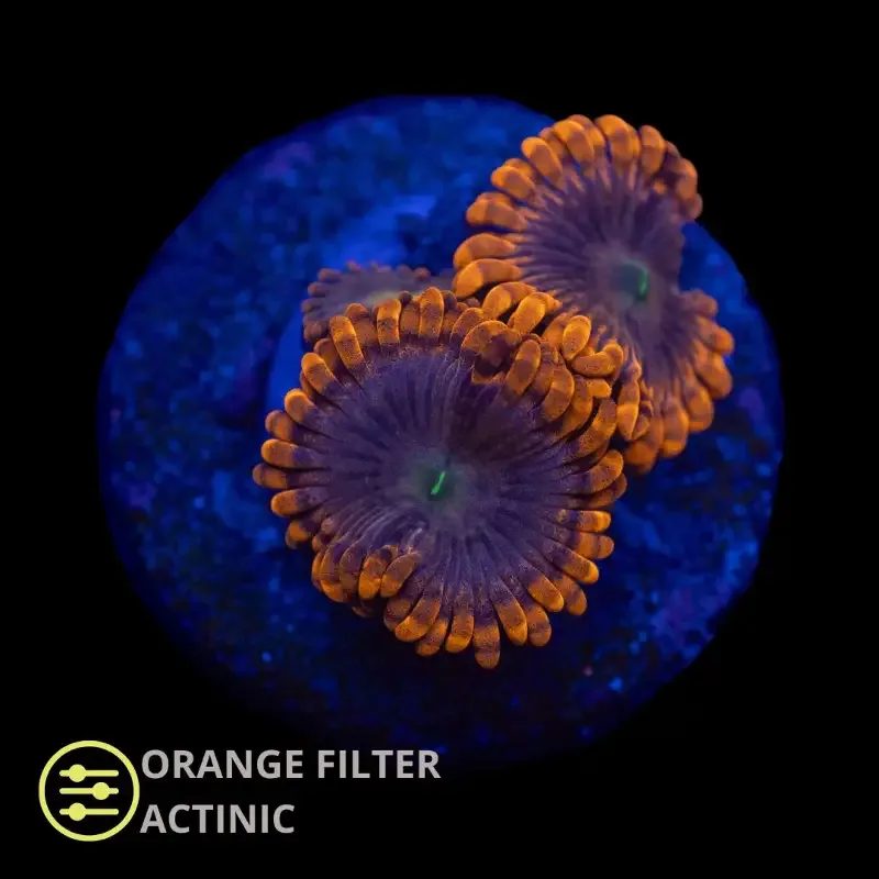 CL Punch Bowl Zoanthid – Frag