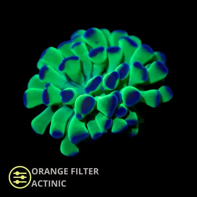 CL Purple Tip Aussie Hammer – Frag