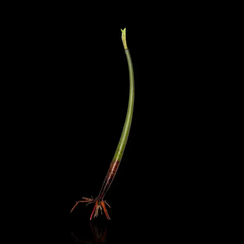 CL Red Mangrove