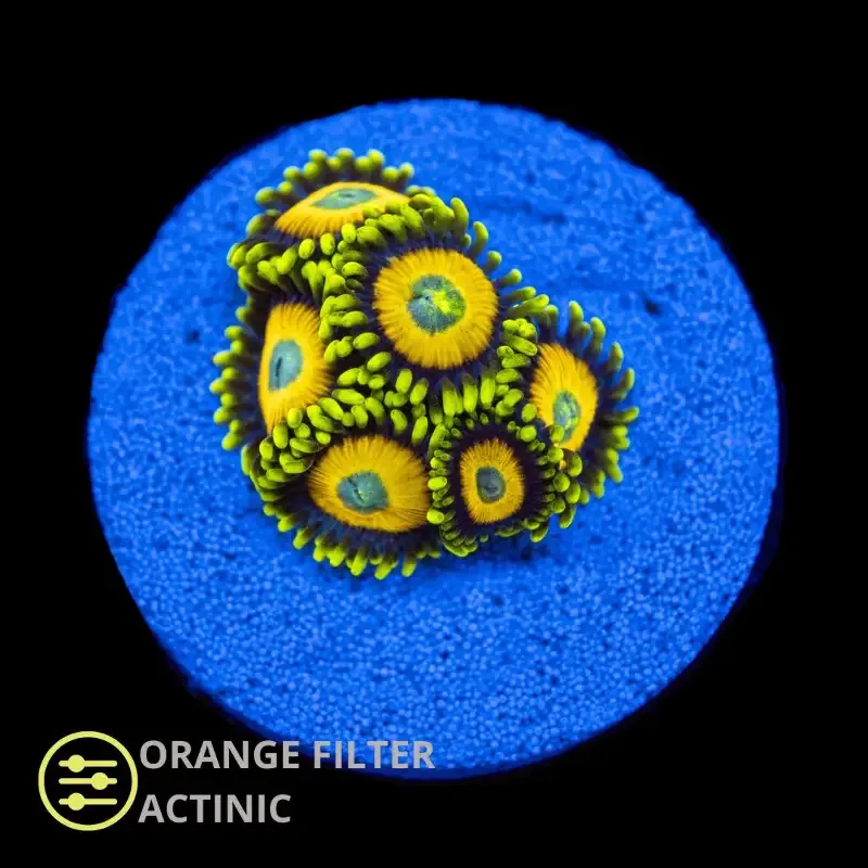 CL Scrambled Eggs Zoanthid – Frag