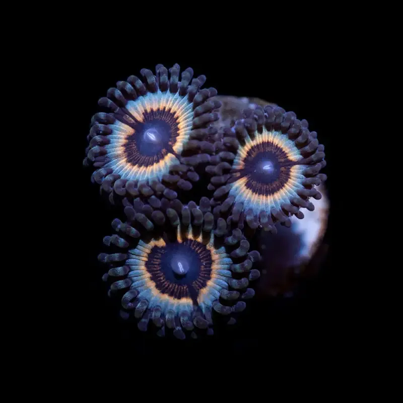 CL Sonic Flare Zoanthid – Frag