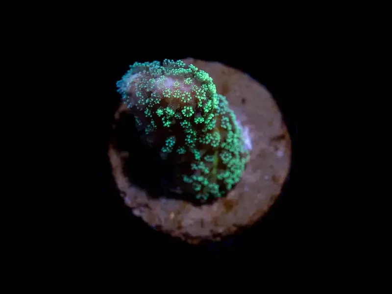 CL Stylophora Lime – Frag