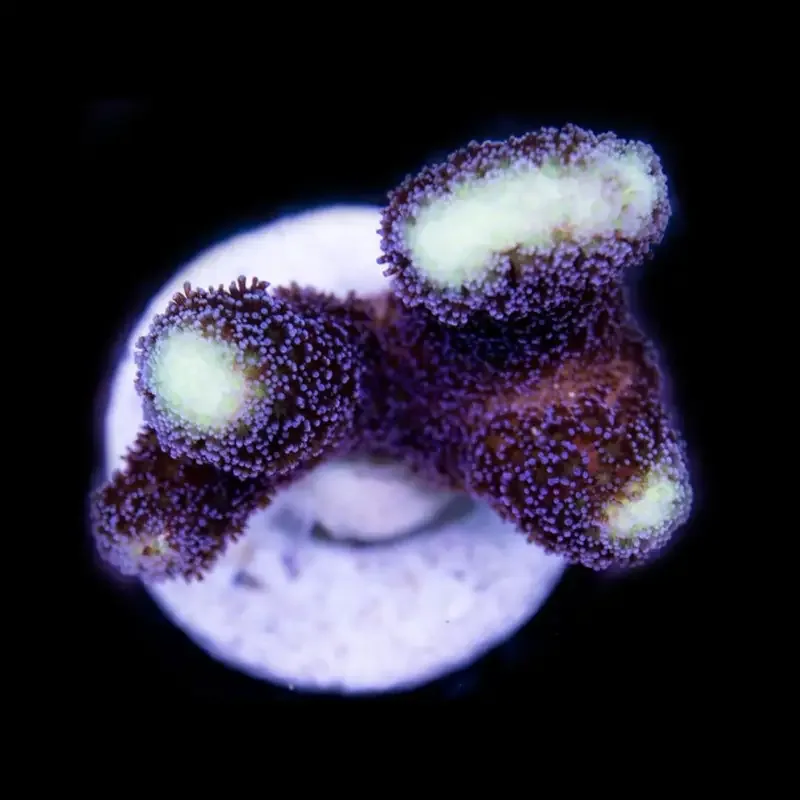CL Stylophora Milka – Frag