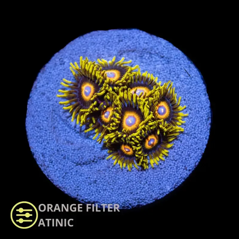 CL Super Saiyan Zoanthid – Frag