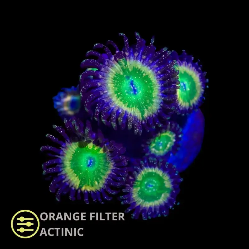 CL Tinker Bell Zoanthid – Frag