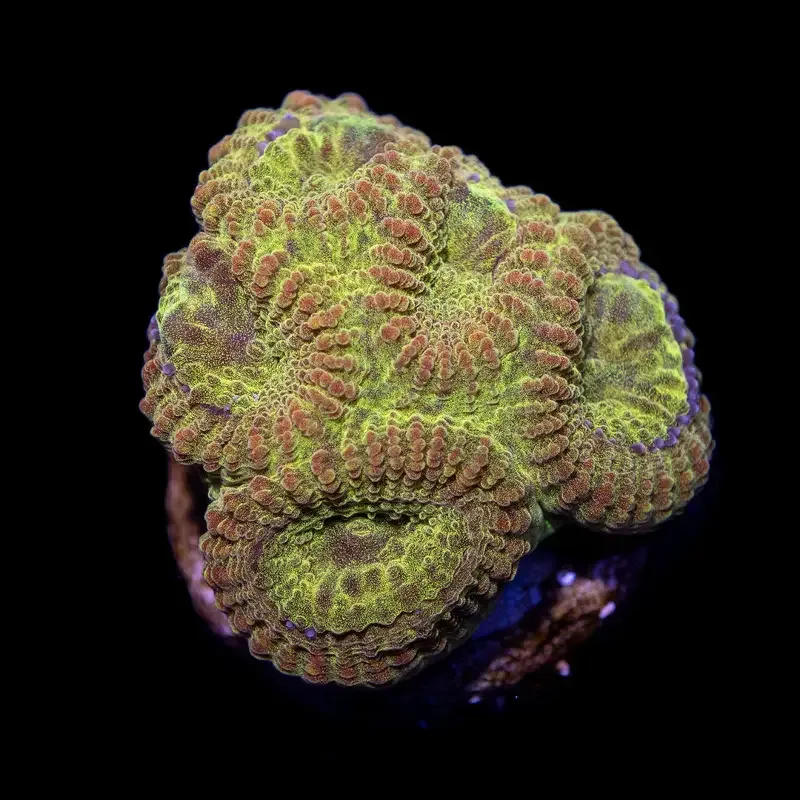 CL Ultra Gold Favia – Frag