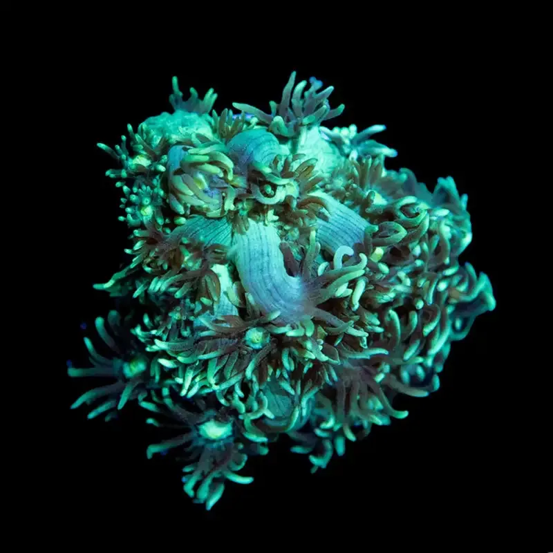 CL Ultra Green Goniopora – Frag