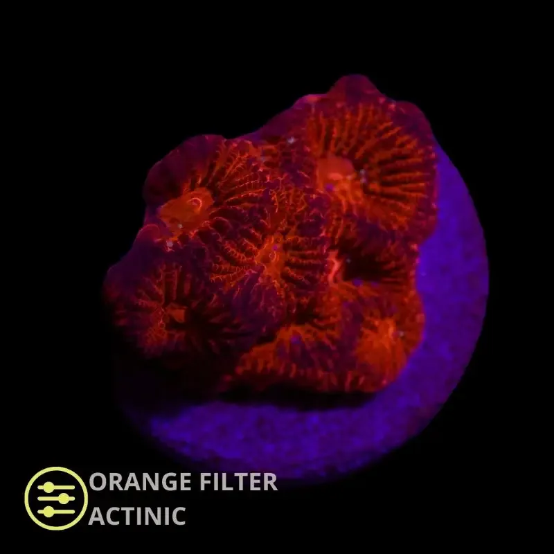 CL Ultra Red Favia – Frag