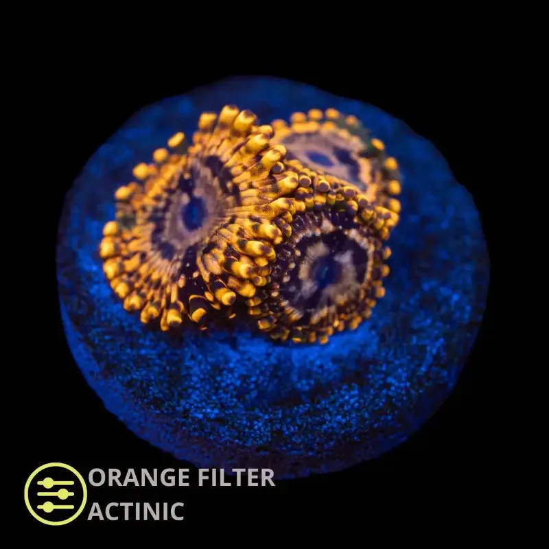 CL Utter Chaos Zoanthid – Frag