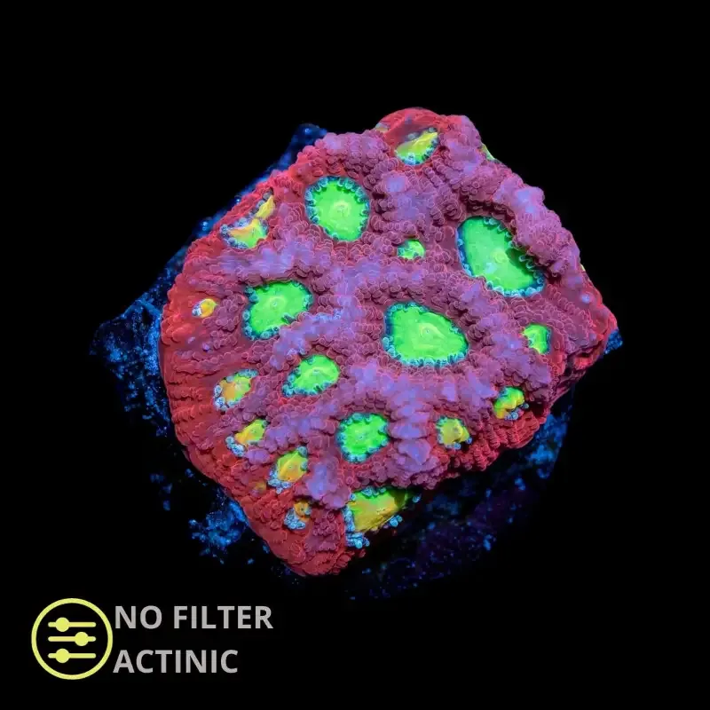 CL Warpaint Favites – Frag
