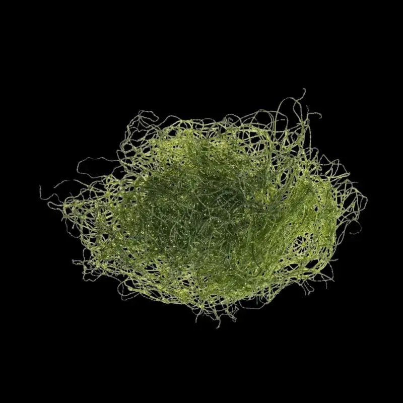 Clean Chaeto – Levende Chaetomorpha Alge