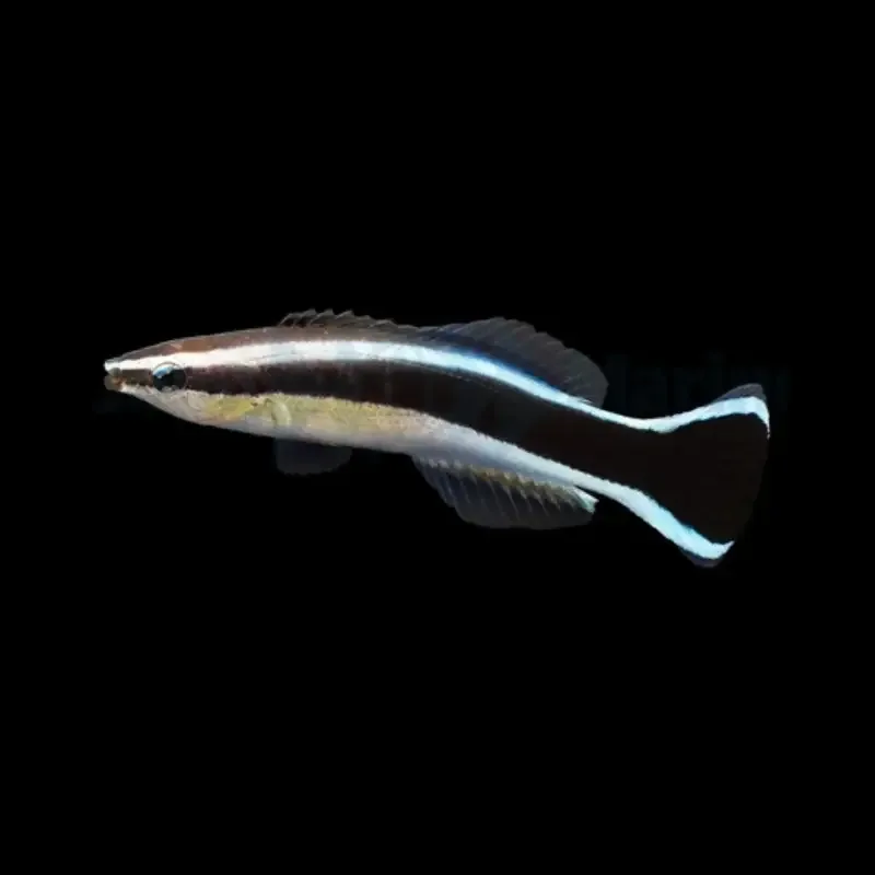 Cleaner Wrasse – Labroides Dimidiatus