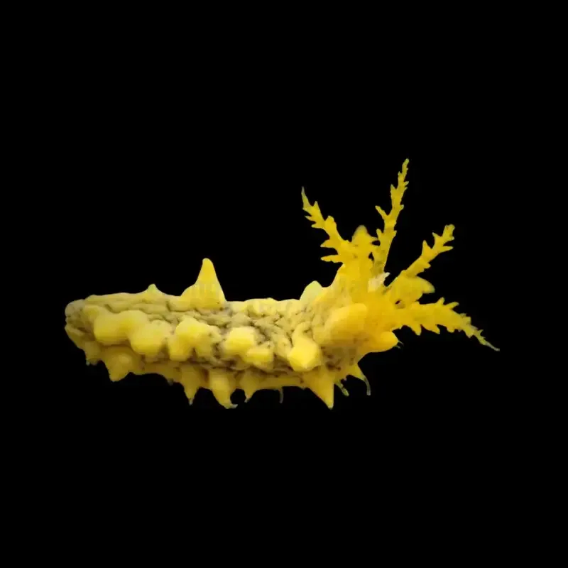 Colochirus robustus – Yellow Sea Cucumber