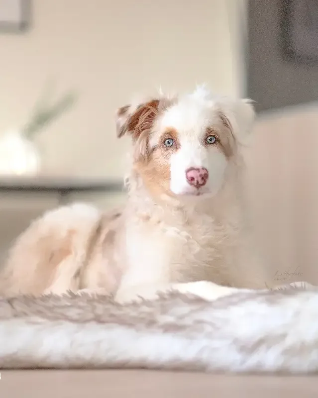 ComfyRug Original – Premium memory foam hundeseng